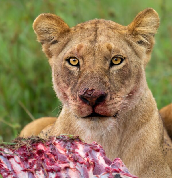 8 days 7 nights Luxury Safari