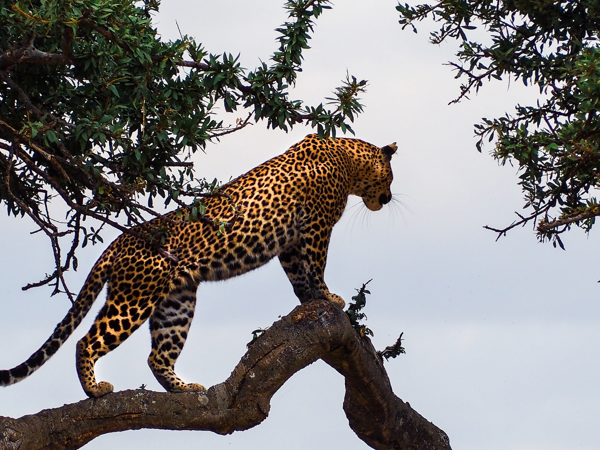 GOMBE MOUNTAIN NATIONAL PARK