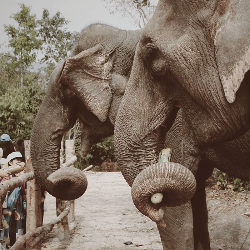 TARANGIRE NATIONAL PARK